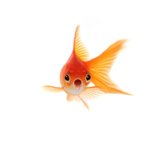 goldfish-animal-myths.jpg